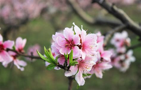 增加桃花运的方法|如何催旺自己的桃花运？招桃花很灵的方法。